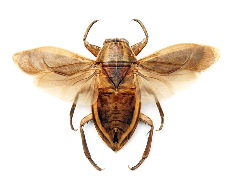 Lethocerus oculatus Madagascan Water Bug Specimen | A1 Quality | Dry-Preserved Spread BELOSTOMATIDAE
