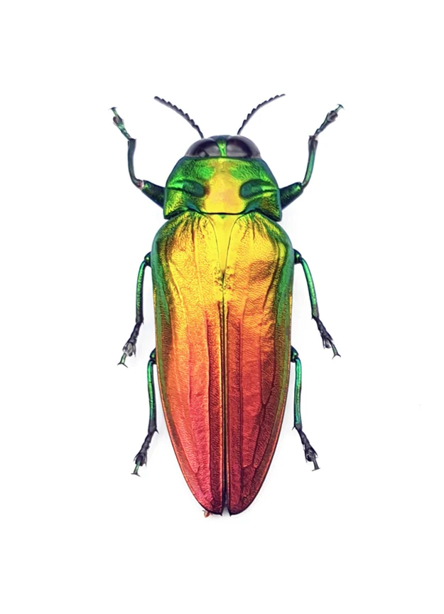 Premium Assorted Dry-Preserved Specimens | Beetles, Bats, Frogs, Tarantulas & More | A1 Quality