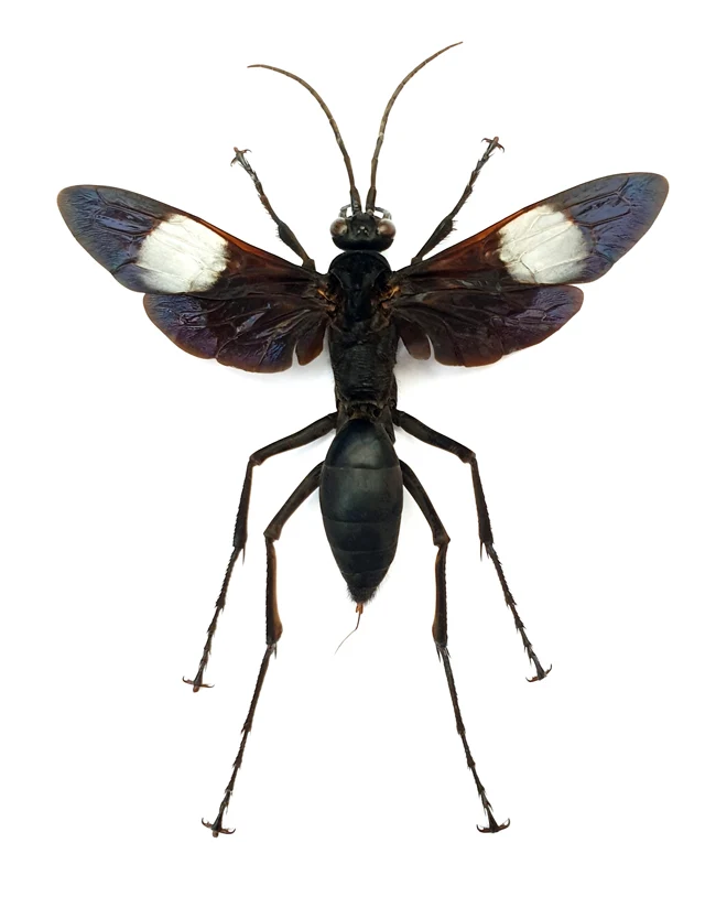 Hemipepsis speculifer diselene Spider Wasp Specimen | A1 Quality | Spread & Dry-Preserved HYMENOPTERA
