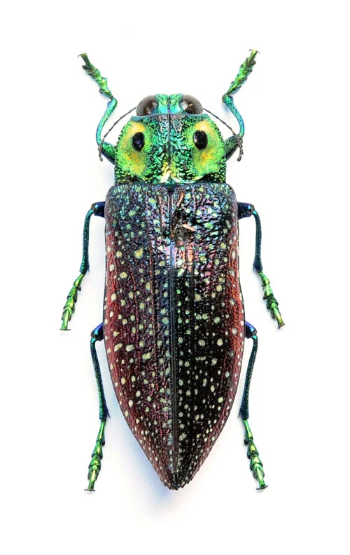 Lampropepla rothschildi Beetle Specimen | A1 Quality | Dry-Preserved BUPRESTIDAE