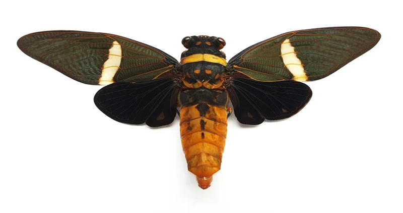 Tosena depicta Cicada Specimen | Spread | A1 Quality | Dry-Preserved CICADIDAE
