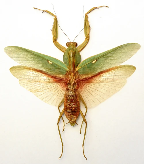 Rhombodera javana Mantis Specimen | A1 Quality | Dry-Preserved Spread | MANTODEA