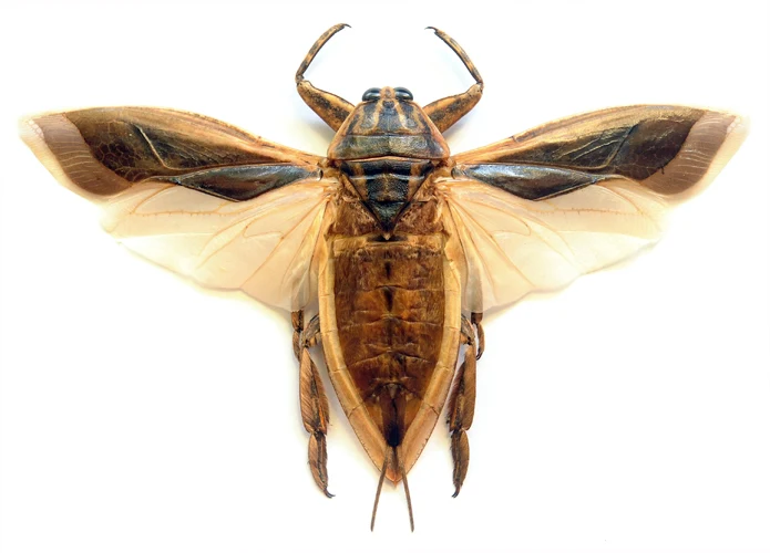 Lethocerus indicus Water Bug Specimen | A1 Quality | Dry-Preserved Spread BELOSTOMATIDAE
