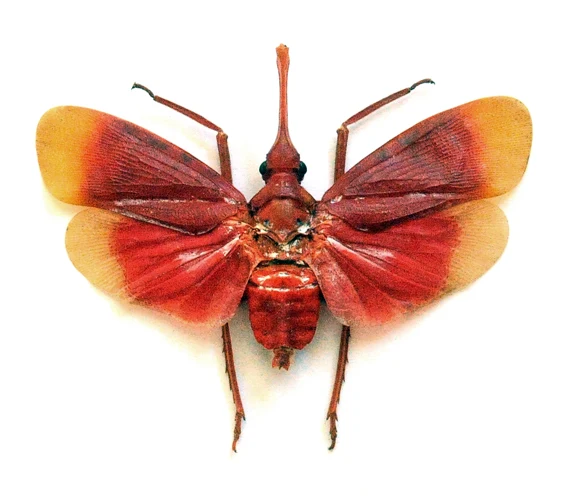 Pyrops hamdjahi Lanternfly Specimen | A1 Quality | Dry-Preserved Spread | FULGORIDAE