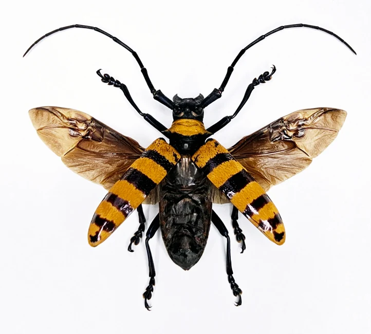 Nemophas grayi Spread Beetle Specimen | A1 Quality | Dry-Preserved CERAMBYCIDAE (Wings-Spread)