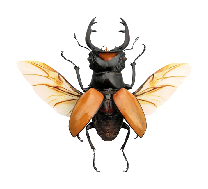 Odontolabis lacordairei (teledonte) Spread Beetle Specimen | A1 Quality | Dry-Preserved LUCANIDAE (Wings-Spread))