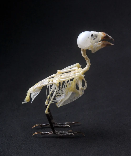 Lonchura punctulata Bird Skeleton | A1 Quality | Dry-Preserved SKELETON