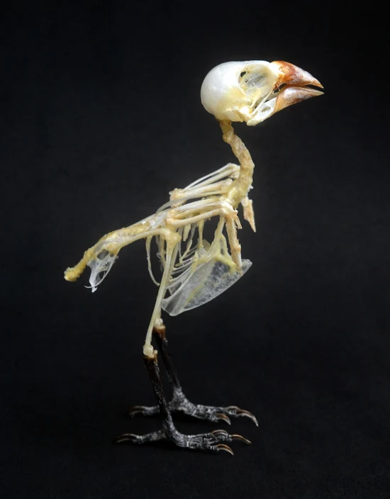 Lonchura maja Bird Skeleton | A1 Quality | Dry-Preserved SKELETON