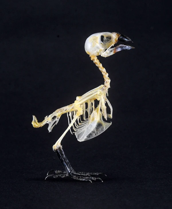 Lonchura leucogastroides Bird Skeleton | A1 Quality | Dry-Preserved Skeleton