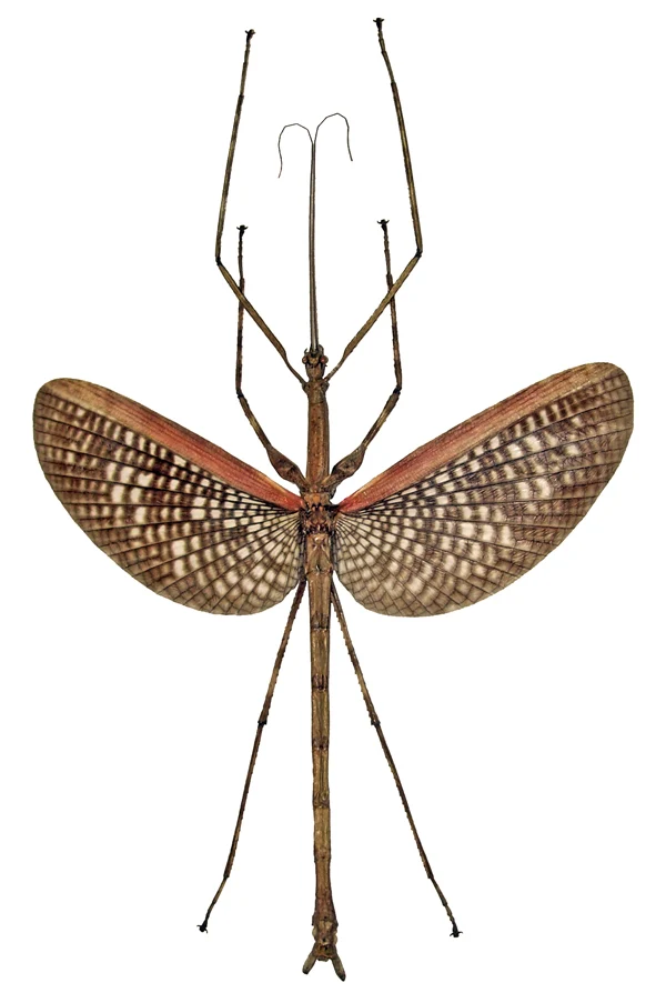 Premium Assorted Dry-Preserved Specimens | Beetles, Bats, Frogs, Tarantulas & More | A1 Quality