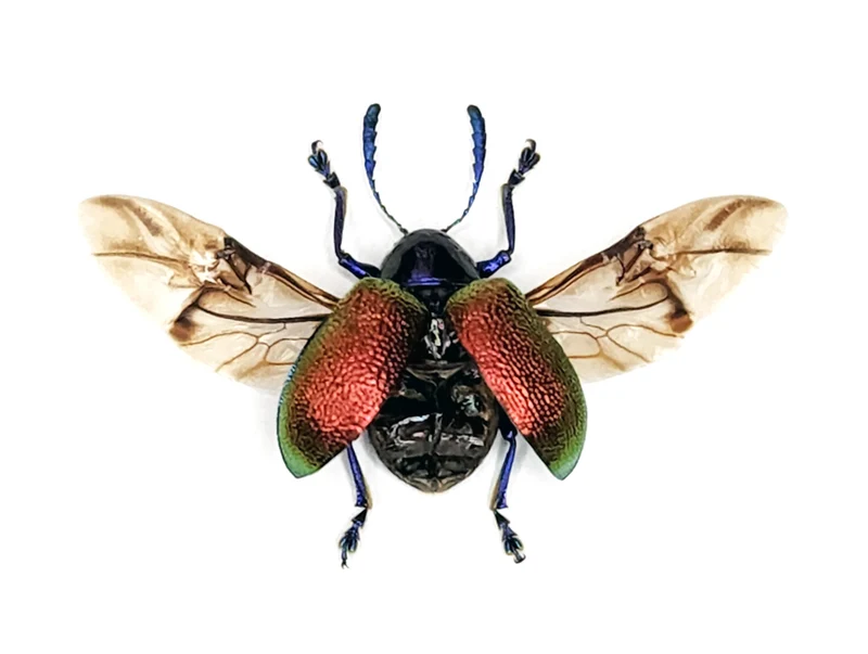 Platycorynus chapanus Beetle Specimen Spread-wings | A1 Quality | Dry-Preserved CHRYSOMELIDAE