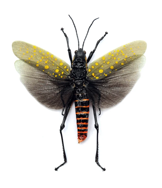 Premium Assorted Dry-Preserved Specimens | Beetles, Bats, Frogs, Tarantulas & More | A1 Quality