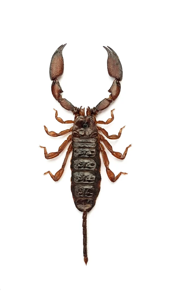 Liocheles australasiae Scorpion Specimen | A1 Quality | Dry-Preserved SCORPIONES