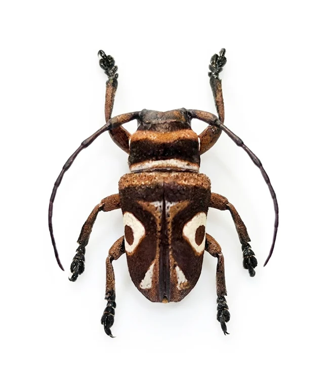 Zaeera detzneri | A1 Longhorn Beetle Specimen | Cerambycidae