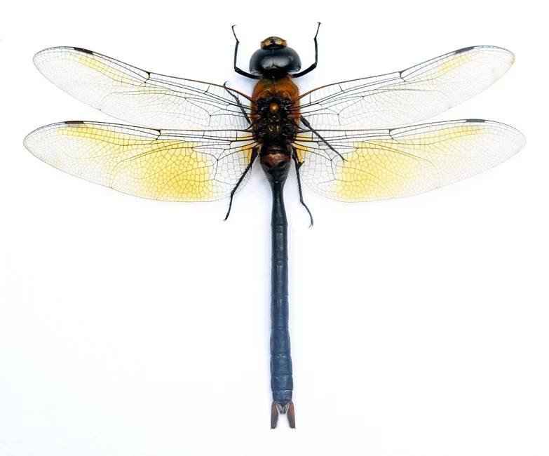 Anax gibbosulus Dragonfly Specimen | A1 Quality | Dry-Preserved Spread | ODONATA