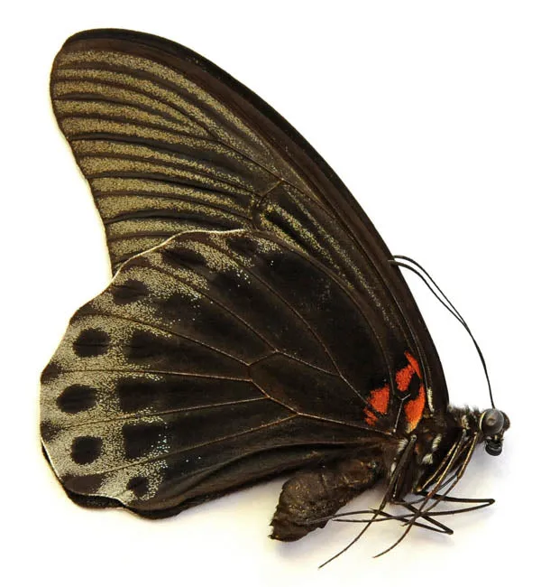 Papilio memnon memnon Butterfly Specimen | A1 Quality | Dry-Preserved PAPILIONIDAE