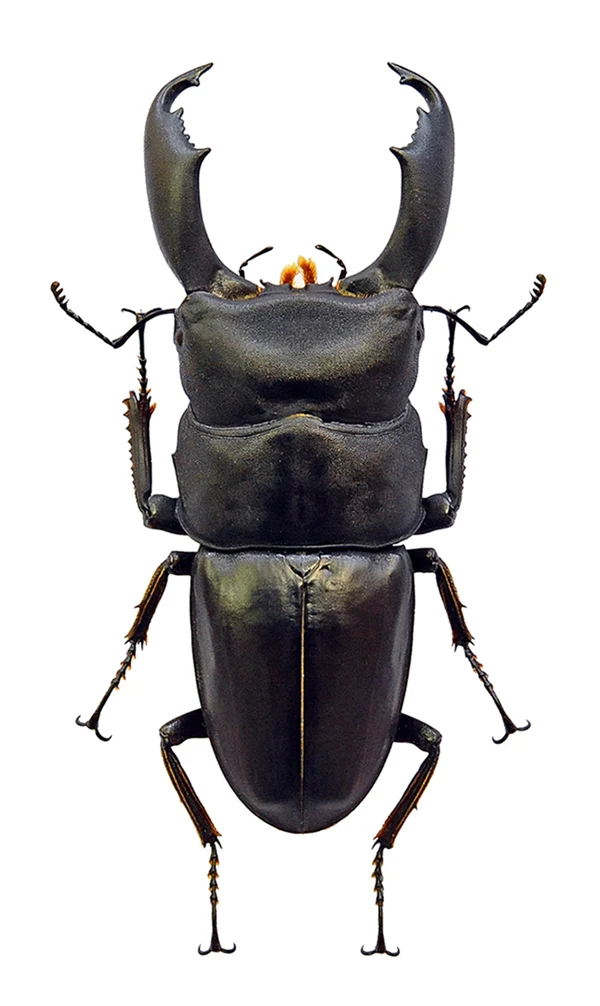 500 Assorted Unmounted Beetles & Insects | Wholesale Specimen Lot