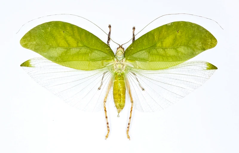 Onomarchus leuconotus Katydid Specimen | A1 Quality | Dry-Preserved ORTHOPTERA