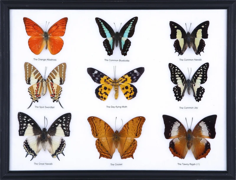 Mystery Framed Butterfly Collection | 9 Real Specimens | 12.5×10 inch Display