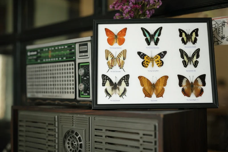 Mystery Framed Butterfly Collection | 9 Real Specimens | 12.5×10 inch Display