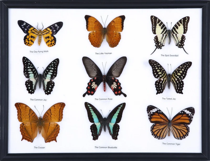 Mystery Framed Butterfly Collection | 9 Real Specimens | 12.5×10 inch Display