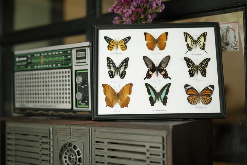 Mystery Framed Butterfly Collection | 9 Real Specimens | 12.5×10 inch Display