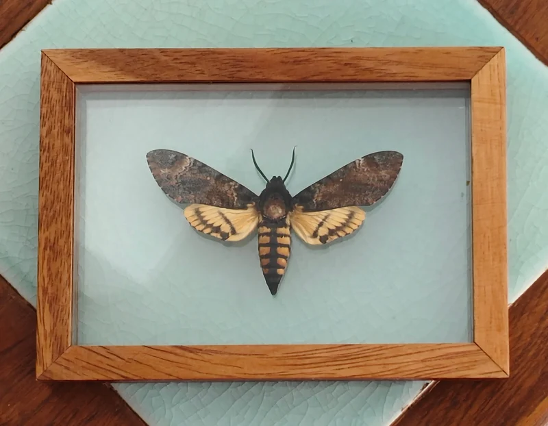 Death's Head Hawk Moth | Double Glass See-Through Frame | 170x120x25mm
