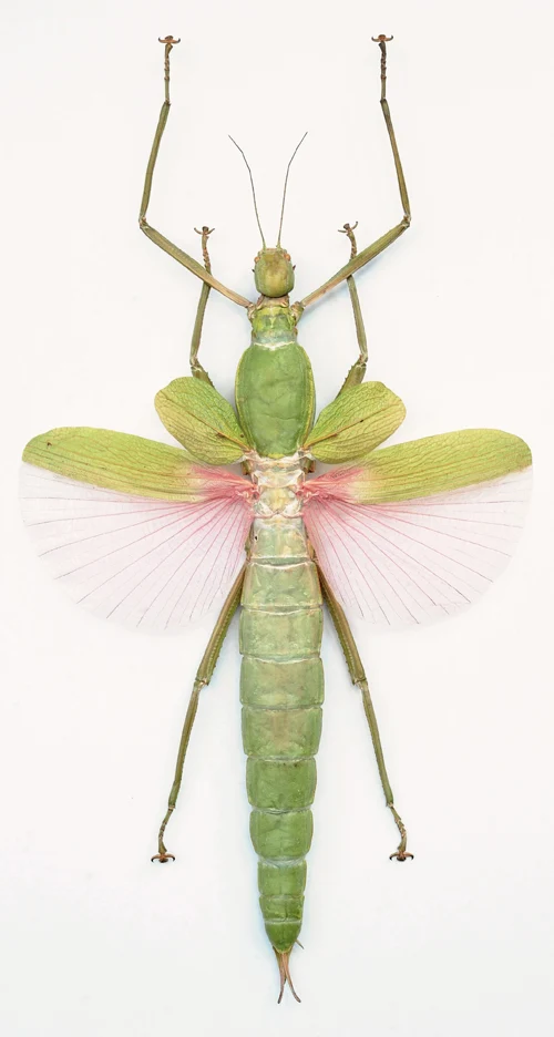 Platycrana viridana Stick Insect Specimen | Spread | A1 Quality | Dry-Preserved PHASMATODEA