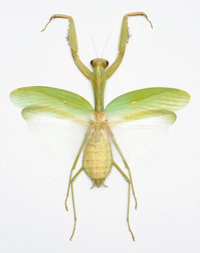 Hierodula membranacea Mantis Specimen | A1 Quality | Dry-Preserved Spread | MANTODEA