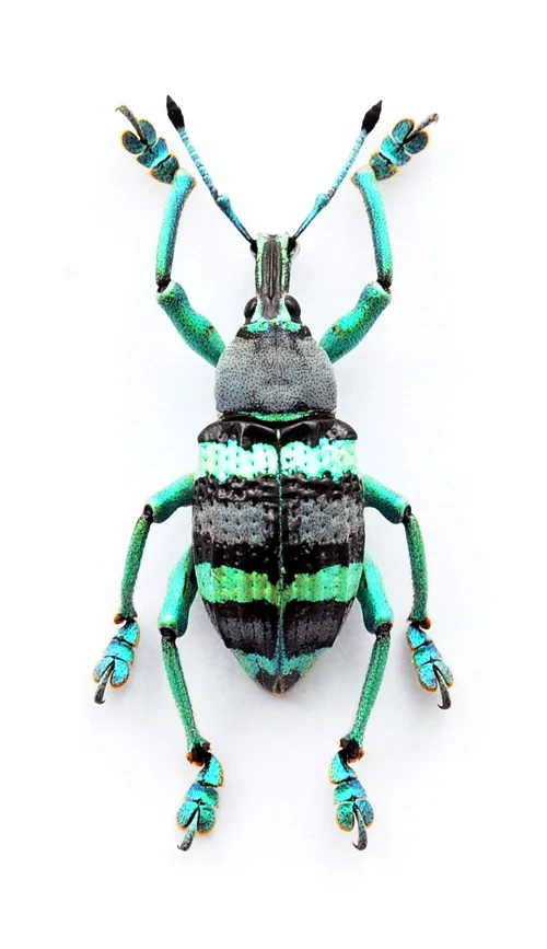 Eupholus mimikanus - Premium A1 Weevil Specimens from Papua