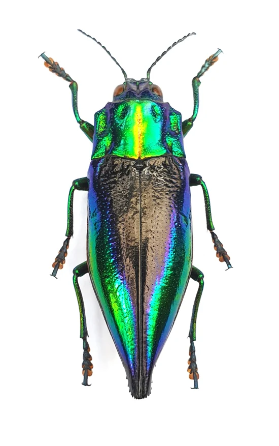 Cyphogastra calepyga Beetle Specimen | A1 Quality | Dry-Preserved BUPRESTIDAE