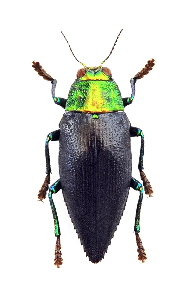 Chrysodema walkeri horaki Beetle Specimen | A1 Quality | Dry-Preserved BUPRESTIDAE