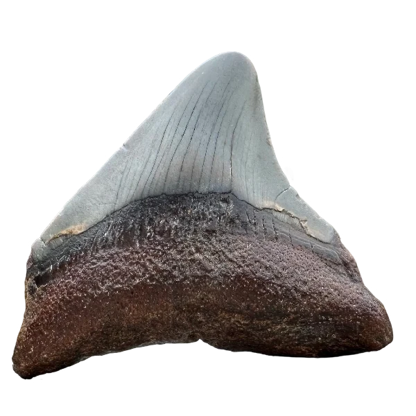 Megalodon Fossil Tooth 38-60mm | Carcharocles megalodon | Florida | SKU-MEGSM