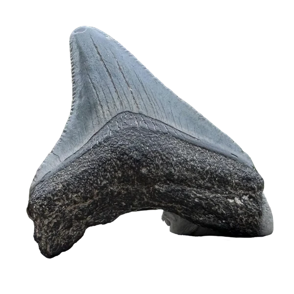 Megalodon Fossil Tooth 38-60mm | Carcharocles megalodon | Florida | SKU-MEGSM