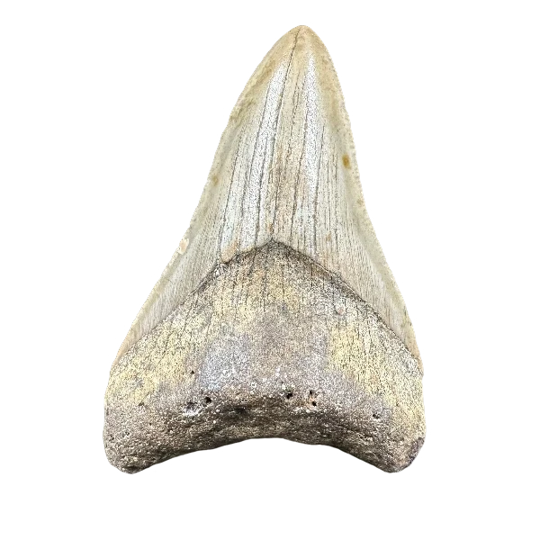 Megalodon Fossil Tooth 75mm | Carcharocles megalodon | Florida | SKU-MEG75