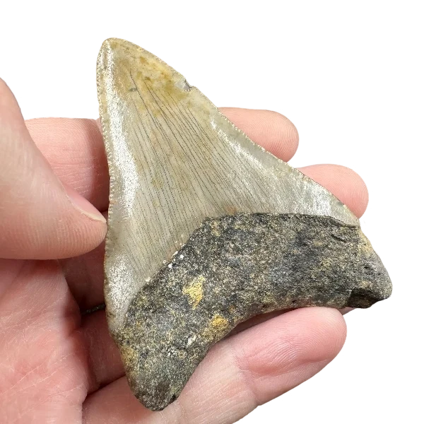 Megalodon Fossil Tooth 75mm | Carcharocles megalodon | Florida | SKU-MEG75