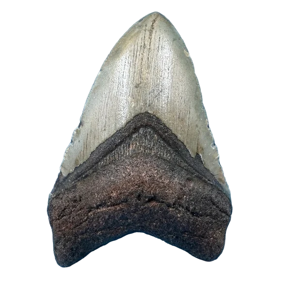 Megalodon Fossil Tooth 100mm | Carcharocles megalodon | Florida | SKU-MEG100