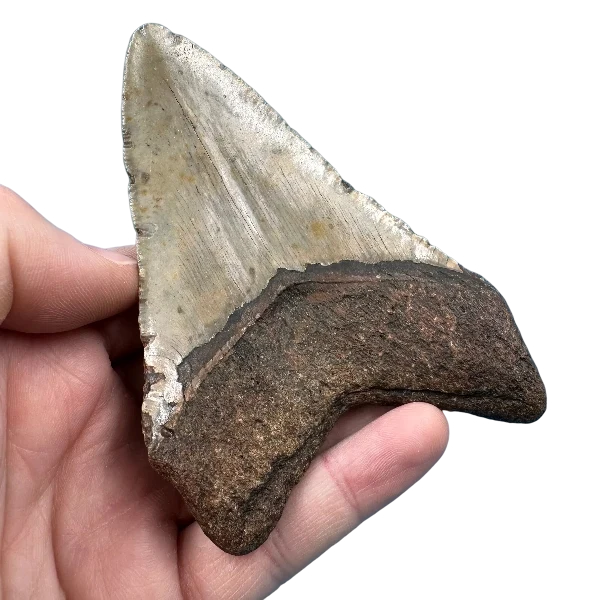 Megalodon Fossil Tooth 100mm | Carcharocles megalodon | Florida | SKU-MEG100