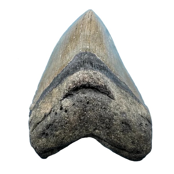 Megalodon Fossil Tooth 131mm | Carcharocles megalodon | Florida | SKU-MEG131
