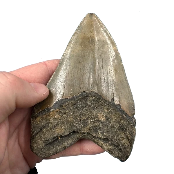 Megalodon Fossil Tooth 131mm | Carcharocles megalodon | Florida | SKU-MEG131