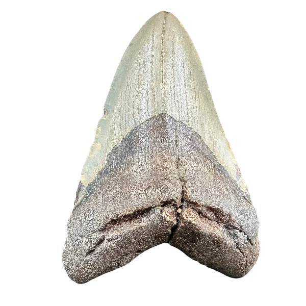 Megalodon Fossil Tooth 117mm | Carcharocles megalodon | Florida | SKU-MEG117