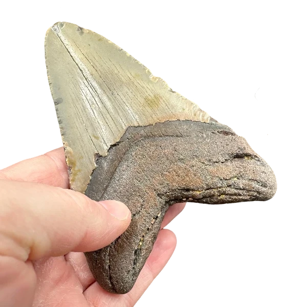 Megalodon Fossil Tooth 117mm | Carcharocles megalodon | Florida | SKU-MEG117