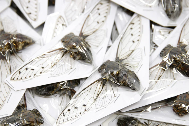 Clear-Wing Cicada Spread Specimens | Assorted Thai Species | Wholesale | 75–120mm