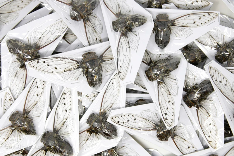 Clear-Wing Cicada Spread Specimens | Assorted Thai Species | A1 | 70–120mm