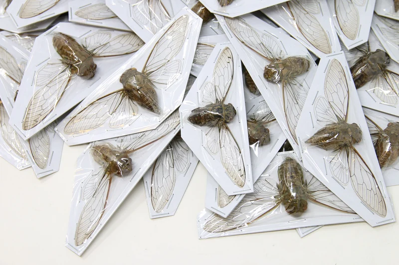 Clear-Wing Cicada Spread Specimens | Assorted Thai Species | A1 | 70–120mm