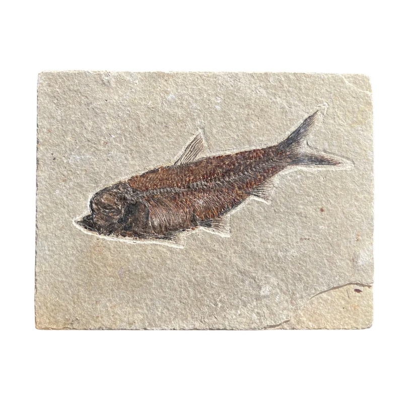 Diplomystus Fossil Fish – 120-150mm Eocene Specimen from USA