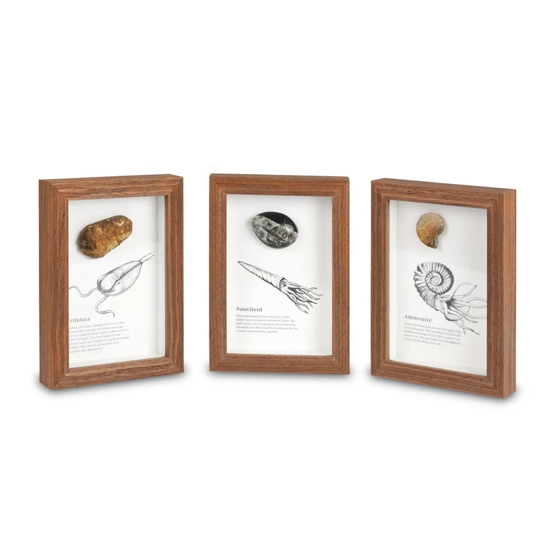Framed Fossil Specimens
