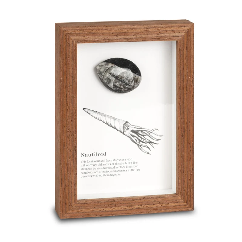 Framed Fossil Specimens