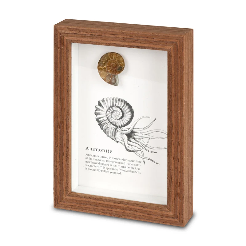 Framed Fossil Specimens