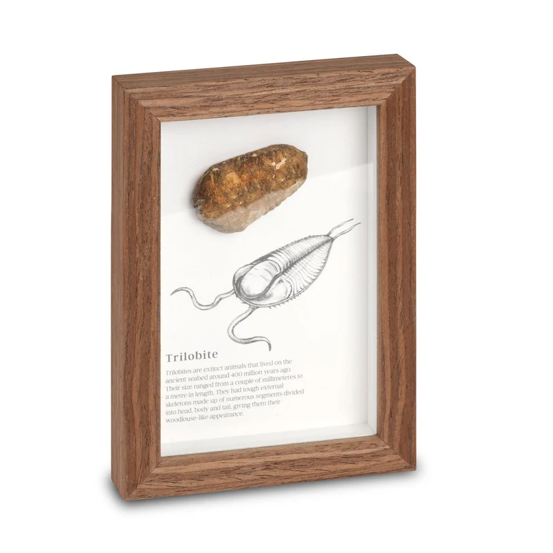 Framed Fossil Specimens